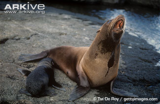 Illustration for article titled Pinnipednesday - Arctocephalus galapagoensis Edition